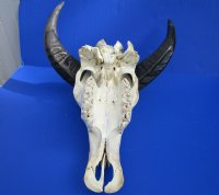 Wholesale Indian Water Buffalo Skull with horns, commercial grade from India - 10 inch to 15 inch horns - $90 each; 5 or more @ $80 each (You will receive one similar to the photos)