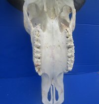 Wholesale Indian Water Buffalo Skull with horns, commercial grade from India - 10 inch to 15 inch horns - $90 each; 5 or more @ $80 each (You will receive one similar to the photos)