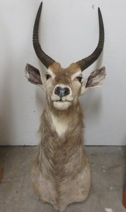 Waterbuck Shoulder ...