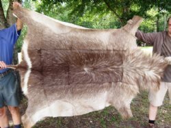 Waterbuck Skins, Hides 