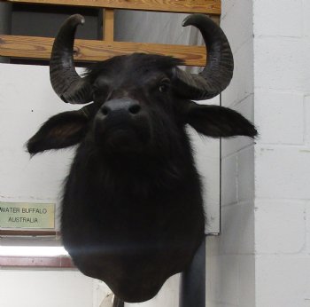 Buy this Australia Water Buffalo Shoulder Mount for - $1500.00 - Pick Up Only