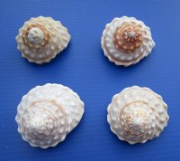 Wholesale Wavy Turban Shells 3 inch to 4 inch - 6 pcs @ $1.65 each; 24 pcs @ $1.45 each