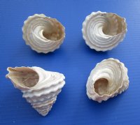 Wholesale Wavy Turban Shells 3 inch to 4 inch - 6 pcs @ $1.65 each; 24 pcs @ $1.45 each