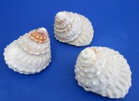 Wholesale Wavy Turban Shells for sale 5 inch to 6 inch - 2 pcs @ $8.00 each; 8 pcs @ $7.20 each