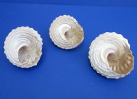 Wholesale Wavy Turban Shells for sale 5 inch to 6 inch - 2 pcs @ $8.00 each; 8 pcs @ $7.20 each