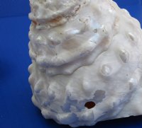 Wholesale Wavy Turban Shells for sale 5 inch to 6 inch - 2 pcs @ $8.00 each; 8 pcs @ $7.20 each