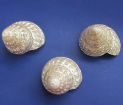 Wholesale Pearlized Wavy Turban shells 3 to 3-3/4 inch - 4 pcs @ $4.50 each; 18 pcs @ $4.00 each 