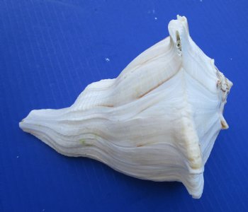 Left-handed Lighting Whelk Shells, 5 inches (6 pcs, 24 pcs)