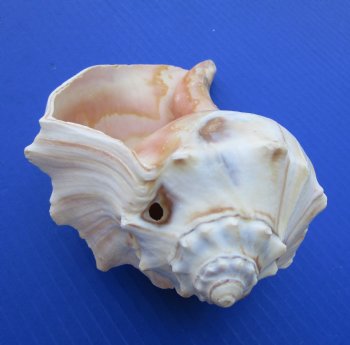 Left-handed Lighting Whelk Shells, 5 inches (6 pcs, 24 pcs)
