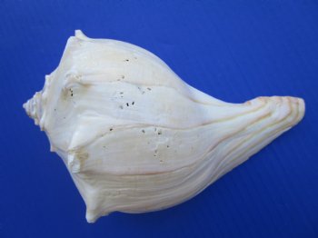 North Atlantic Whelk Shells Wholesale, Knobbed Whelk Shells, 4-3/4 to 5-7/8 inches - 12 pcs @ $1.80 each 