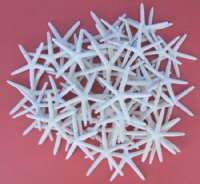 Wholesale White Finger Starfish, White Pencil Starfish 2 to 2-7/8 inches Case of 2300 @..33 each (Adult signature required)