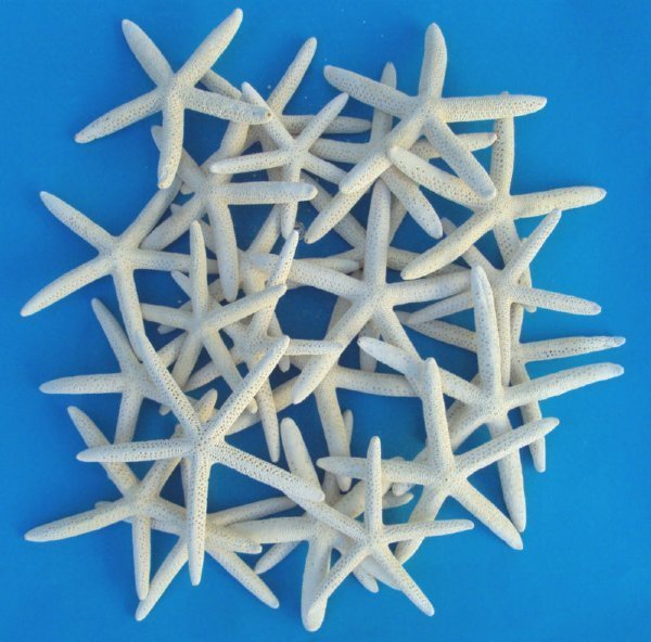 Case of Wholesale finger starfish