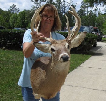 For Sale Whitetail Deer Shoulder Mount - $250.00 - Pick Up Only