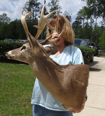 For Sale Whitetail Deer Shoulder Mount - $250.00 - Pick Up Only