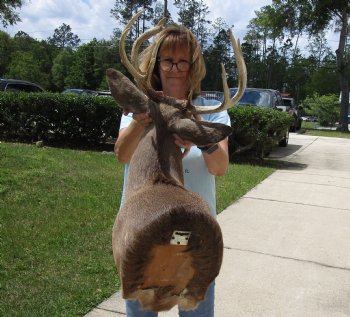 For Sale Whitetail Deer Shoulder Mount - $250.00 - Pick Up Only