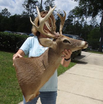 For Sale Whitetail Deer Shoulder Mount - $250.00 - Pick Up Only