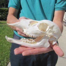 White-Tailed Deer Skull, Hand Picked 