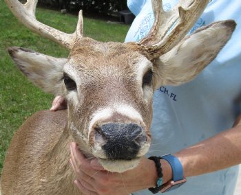 For Sale Whitetail Deer Shoulder Mount - $250.00 - Pick Up Only