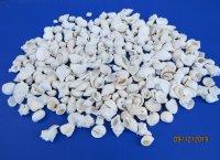 Medium White Shell Mix Wholesale 1" to 2-1/2" - $15.50/gallon