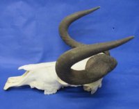 Wholesale African Black Wildebeest Skulls and Horns 16 inches wide and over - <font color=red> *SALE* 2 pc @ $85 each </FONT> 