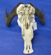 Wholesale  African Black Wildebeest Skulls and Horns 16 inches wide and over - $115 each; 3 or more @ $105.00 each  
