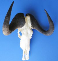 Wholesale  African Black Wildebeest Skulls and Horns 16 inches wide and over - $115 each