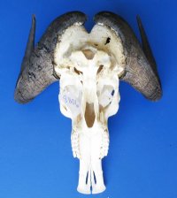 Wholesale African Black Wildebeest Skulls and Horns 16 inches wide and over - <font color=red> *SALE* 2 pc @ $85 each </FONT> 
