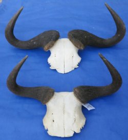 Large Wholesale Blue Wildebeest Skull Plate with Horns 21 inches wide and over - $55 each   