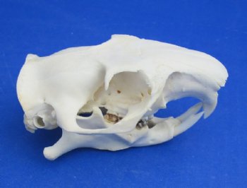 Wholesale North American Groundhog skulls (Woodchuck) 3" to 3-1/2" long - $26.00 each; 5 @ $23.00 each