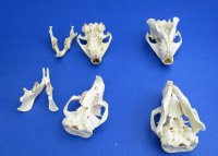 Wholesale North American Groundhog skulls (Woodchuck) 3" to 3-1/2" long - $26.00 each; 5 @ $23.00 each