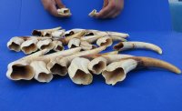 Wholesale African warthog tusks 8 inches to 8-7/8 inches - 2 pcs @ $19.50 each; 8 pcs @ $17.25 each 