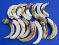 8 to 9-3/4 inch #2 Grade Wholesale African warthog tusks - 2 pcs @ 12.50 each; 12 pcs @ $11.25 each