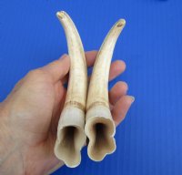 Wholesale Matching pair African warthog tusks 8 inches to 8-7/8 inches imported from South Africa - $42/pair; 4 pairs @ $37.50/pair