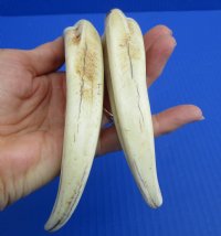 Wholesale Matching pair African warthog tusks 8 inches to 8-7/8 inches imported from South Africa - $42/pair; 4 pairs @ $37.50/pair