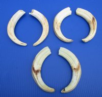 Wholesale Matching pair African warthog tusks 9 inches to 9-7/8 inches imported from South Africa - $55/pair; 4 pairs @ $49/pair
