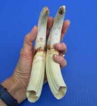 Wholesale Matching pair African warthog tusks 9 inches to 9-7/8 inches imported from South Africa - $55/pair; 4 pairs @ $49/pair