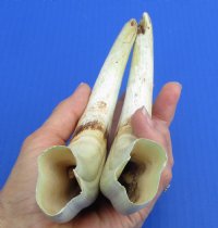 Wholesale Matching pair African warthog tusks 9 inches to 9-7/8 inches imported from South Africa - $55/pair; 4 pairs @ $49/pair