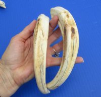 Wholesale Matching pair African warthog tusks 9 inches to 9-7/8 inches imported from South Africa - $55/pair; 4 pairs @ $49/pair