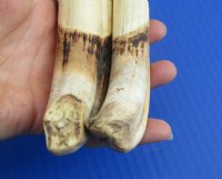 Wholesale Matching pair African warthog tusks 9 inches to 9-7/8 inches imported from South Africa - $55/pair; 4 pairs @ $49/pair
