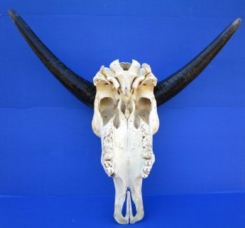 19-1/2" Water Buffalo Skull with 14" and 14-1/2" Horns - $60