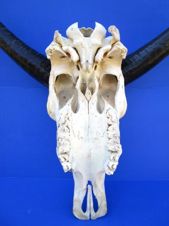 19-1/2" Water Buffalo Skull with 14" and 14-1/2" Horns - $60