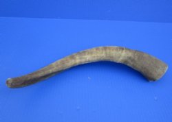 Wholesale Natural Goat Horns from Africa - 16 inches to 20 inches - 2 pcs @ $10.00 each; 8 pcs @ $9.00 each 