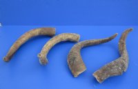 Wholesale Natural Goat Horns from Africa - 16 inches to 20 inches - 2 pcs @ $10.00 each; 8 pcs @ $9.00 each 