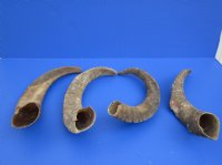 Wholesale Natural Goat Horns from Africa - 16 inches to 20 inches - 2 pcs @ $10.00 each; 8 pcs @ $9.00 each 