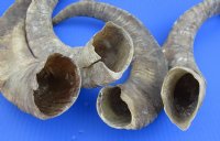 Wholesale Natural Goat Horns from Africa - 16 inches to 20 inches - 2 pcs @ $10.00 each; 8 pcs @ $9.00 each 