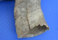Wholesale Natural Goat Horns from Africa - 16 inches to 20 inches - 2 pcs @ $10.00 each; 8 pcs @ $9.00 each 