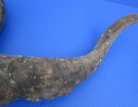 Wholesale Natural Goat Horns from Africa - 16 inches to 20 inches - 2 pcs @ $10.00 each; 8 pcs @ $9.00 each 