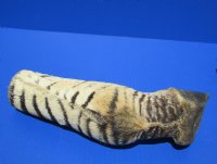 Wholesale African Zebra foot mount for taxidermy crafts 7 to 12 inches tall - $50 each; 6 pcs @ $45 each 